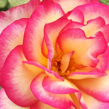 Ruže - online - koupit - climber, popínavá ruža - stredne intenzívna vôňa ruží - pižmo - pink - biela - Harlekin® - (280-320 cm)