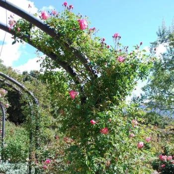 Alb cu marginea petalei ciclam - Trandafiri climber   (280-320 cm)