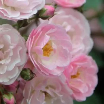 Online rózsa kertészet - rózsaszín - parkrózsa - Heavenly Pink® - diszkrét illatú rózsa - barack aromájú - (60-90 cm)