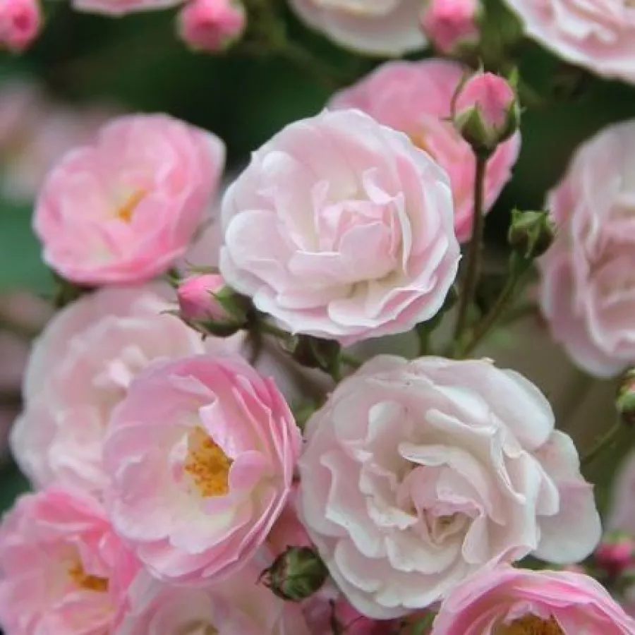 Trandafiri tufă - Trandafiri - Heavenly Pink® - Trandafiri online