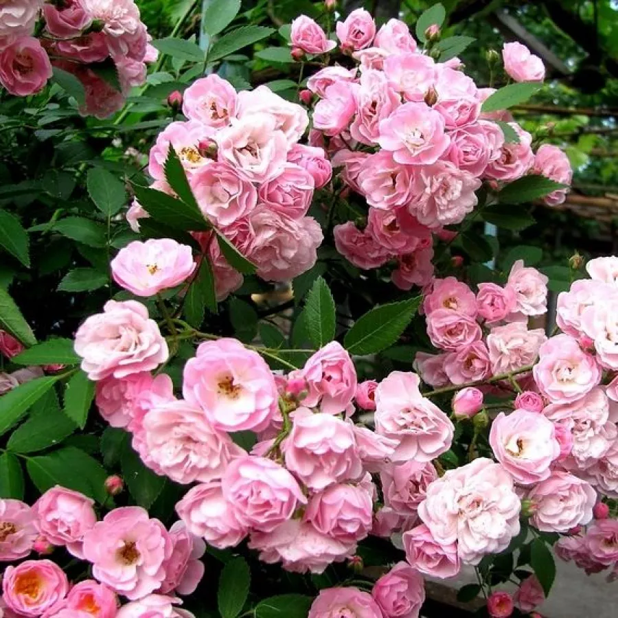 Rosa - Rosen - Heavenly Pink® - Rosen Online Kaufen