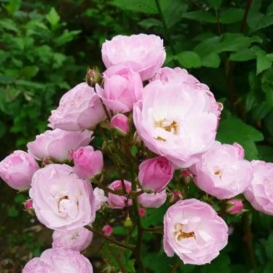 Róża z dyskretnym zapachem - Róża - Heavenly Pink® - Szkółka Róż Rozaria