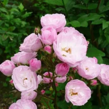 Rosa Heavenly Pink® - roz - trandafiri pomisor - Trandafir copac cu trunchi înalt – cu flori mărunți