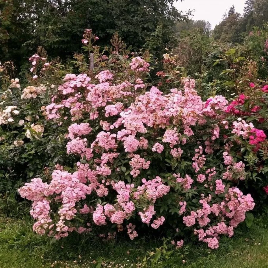 120-150 cm - Rosa - Heavenly Pink® - rosal de pie alto