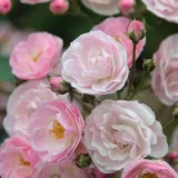 Apróvirágú - magastörzsű rózsafa - Online rózsa rendelés - rózsaszín - Rosa Heavenly Pink® - diszkrét illatú rózsa - barack aromájú