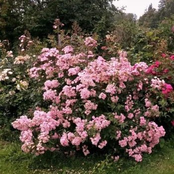 Średnioróżowy - róża pienna - Róże pienne - z drobnymi kwiatami