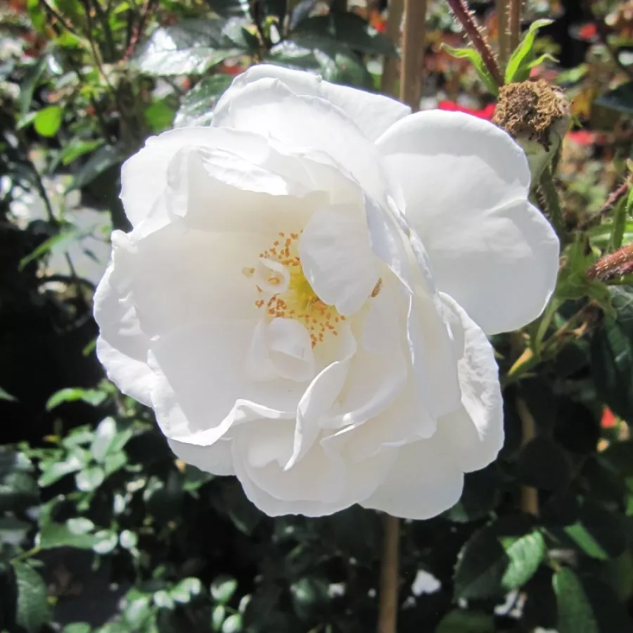 Biely - Ruža - Hella® - Ruže - online - koupit