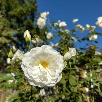 Rosa Hella® - bijela - Ruža puzavica