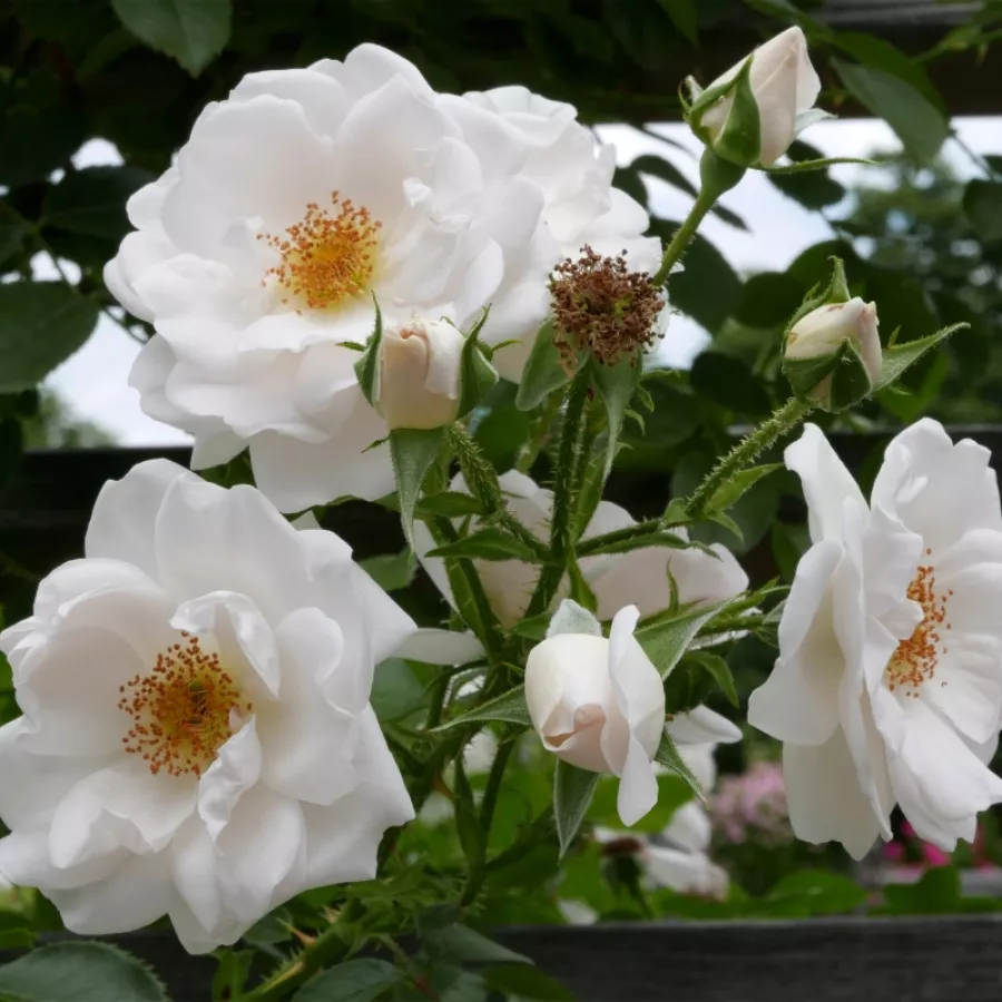 KORditwol - Rosa - Hella® - Produzione e vendita on line di rose da giardino