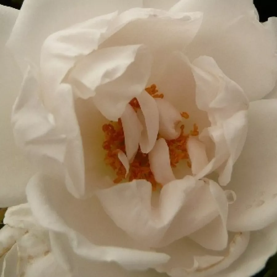 Climber - Rosa - Hella® - Produzione e vendita on line di rose da giardino
