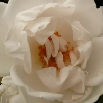 Ružová - školka - eshop  - climber, popínavá ruža - biely - mierna vôňa ruží - vôňa - Hella® - (200-300 cm)