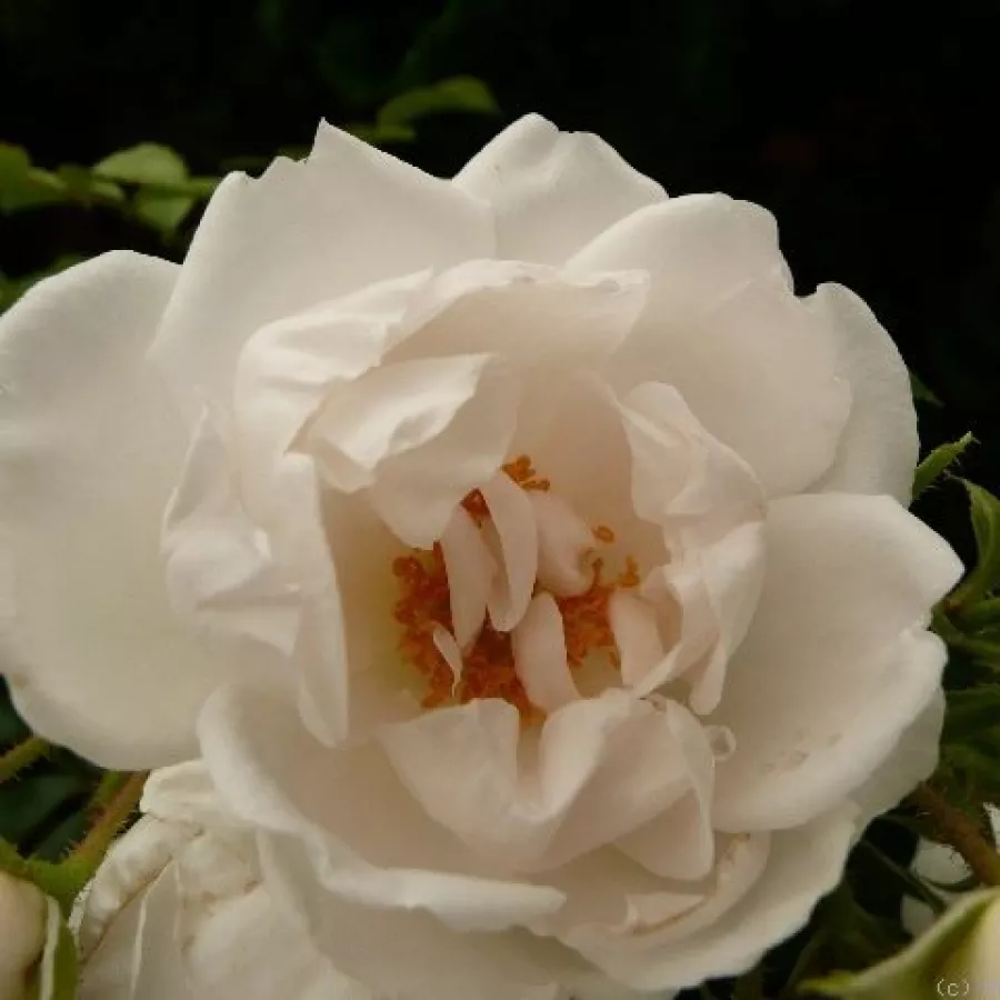 Biały - Róża - Hella® - 