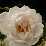 Biely - stromčekové ruže - Rosa Hella® - mierna vôňa ruží - vôňa