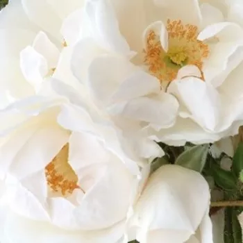 Ruže - eshop  - biely - stromčekové ruže - Stromkové ruže, kvety kvitnú v skupinkách - Hella® - mierna vôňa ruží - vôňa