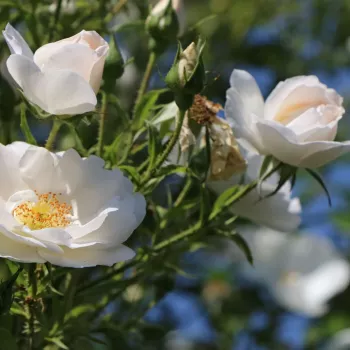 Rosa Hella® - biely - stromčekové ruže - Stromkové ruže, kvety kvitnú v skupinkách