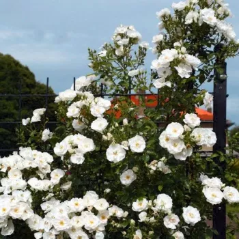 Fehér - csokros virágú - magastörzsű rózsafa - diszkrét illatú rózsa - orgona aromájú