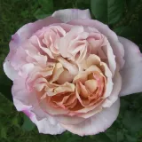 Sárga - lila - nosztalgia rózsa - Online rózsa vásárlás - Rosa Herkules ® - intenzív illatú rózsa - pézsmás aromájú