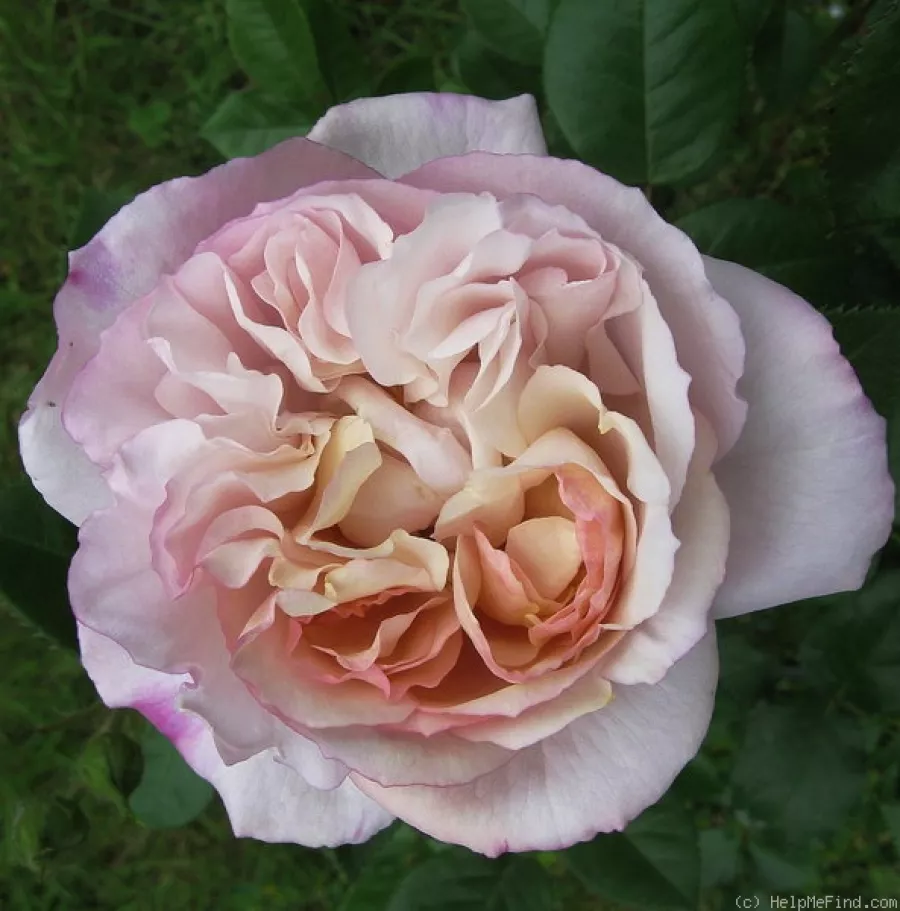 Nostalgická ruža - Ruža - Herkules ® - Ruže - online - koupit