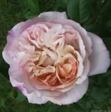 Nostalgična vrtnica - rumena - vijolična - Vrtnica intenzivnega vonja - Rosa Herkules ® - Na spletni nakup vrtnice