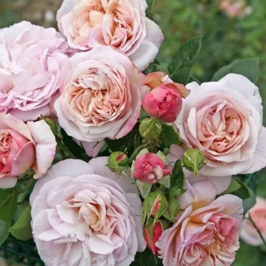 żółty - fioletowy - Róża - Herkules ® - Szkółka Róż Rozaria