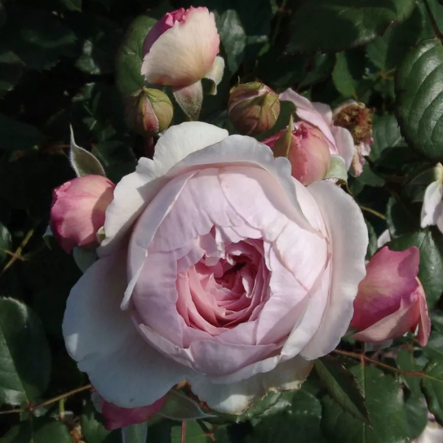 Vrtnica intenzivnega vonja - Roza - Herkules ® - Na spletni nakup vrtnice