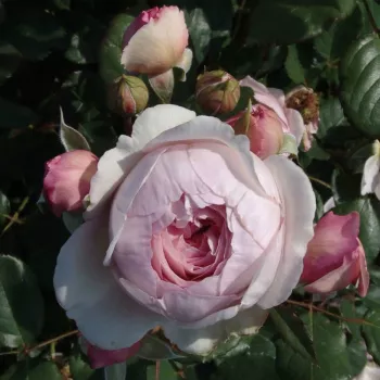 Rosa Herkules ® - gelb - violett - nostalgische rosen