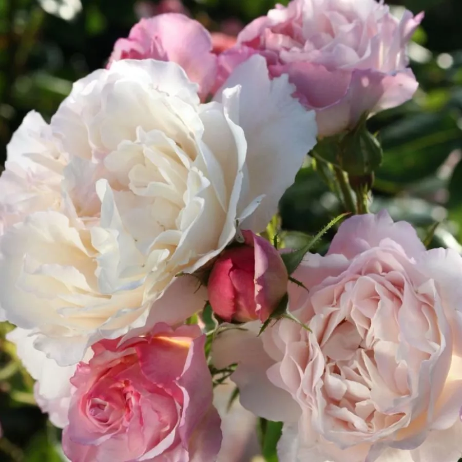 KORherkul - Róża - Herkules ® - Szkółka Róż Rozaria