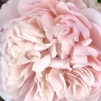 Rózsa kertészet - nosztalgia rózsa - sárga - lila - intenzív illatú rózsa - pézsmás aromájú - Herkules ® - (90-120 cm)