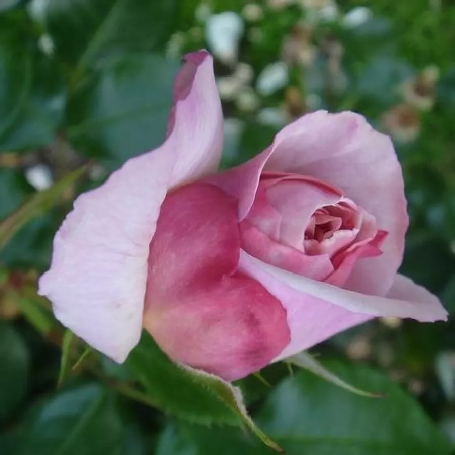 Angolrózsa virágú- magastörzsű rózsafa - Rózsa - Herkules ® - Kertészeti webáruház