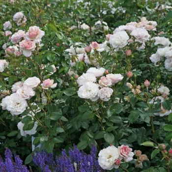 Color crema con tonos morado - árbol de rosas inglés- rosal de pie alto - rosa de fragancia intensa - de almizcle