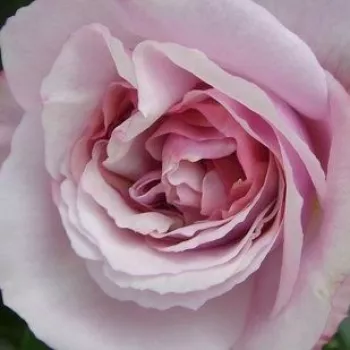 Trandafiri online - galben - violet - Trandafiri nostalgici  - Herkules ® - trandafir cu parfum intens