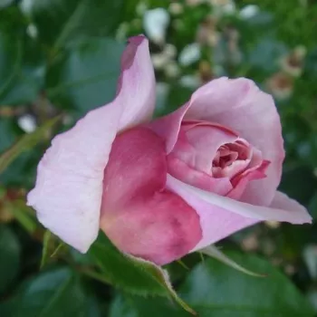 Rosa Herkules ® - jaune - violet - rosier haute tige - Rosier aux fleurs anglaises