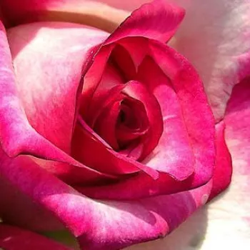 Rózsa rendelés online - rózsaszín - fehér - teahibrid rózsa - Hessenrose™ - nem illatos rózsa - (60-80 cm)