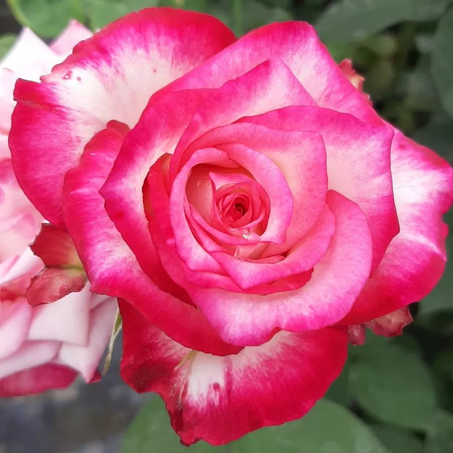 Różowy - biały - Róża - Hessenrose™ - Szkółka Róż Rozaria