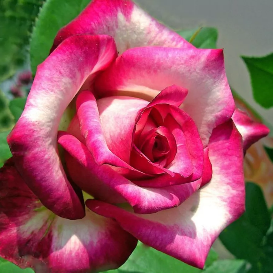 Růžová - bílá - Růže - Hessenrose™ - 