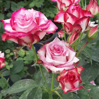 Roz - alb - trandafiri pomisor - Trandafir copac cu trunchi înalt – cu flori teahibrid