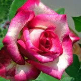 čajohybrid - bez vône - pink - biela - Rosa Hessenrose™