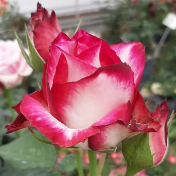 Rosa Hessenrose™ - różowy - biały - róża wielkokwiatowa - Hybrid Tea