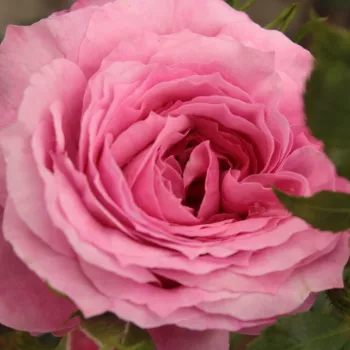 Rózsa kertészet - rózsaszín - parkrózsa - Abrud - diszkrét illatú rózsa - gyöngyvirág aromájú - (200-250 cm)