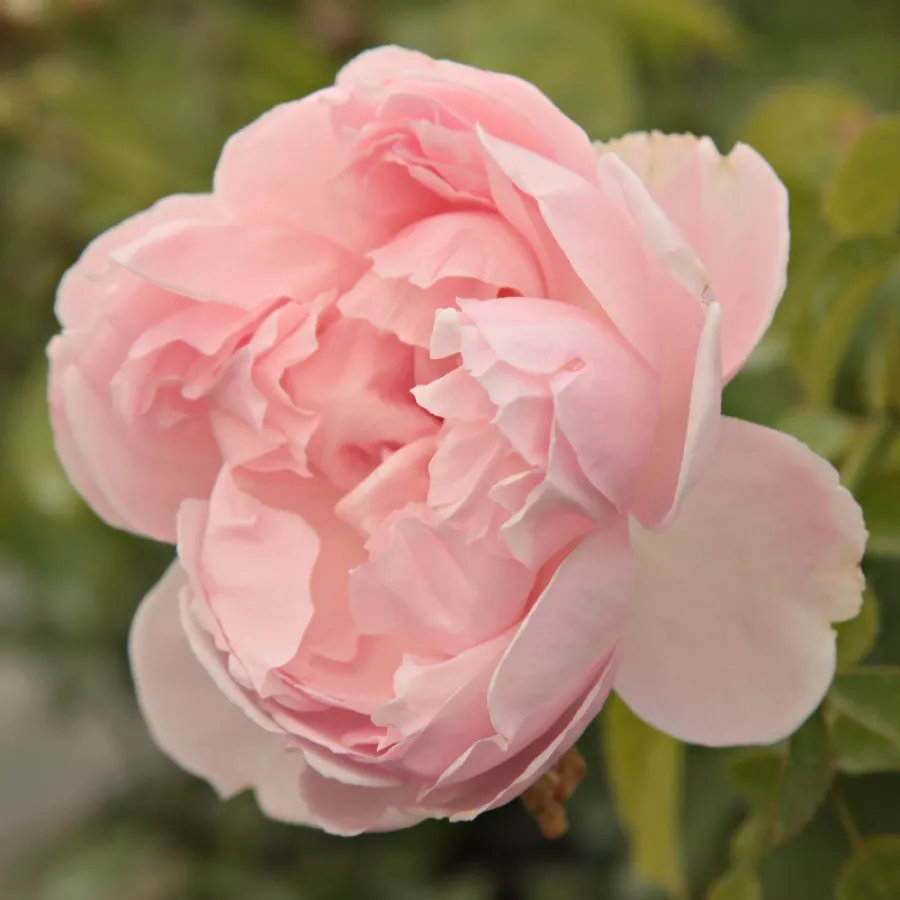 Róże parkowe - Róża - Abrud - Szkółka Róż Rozaria