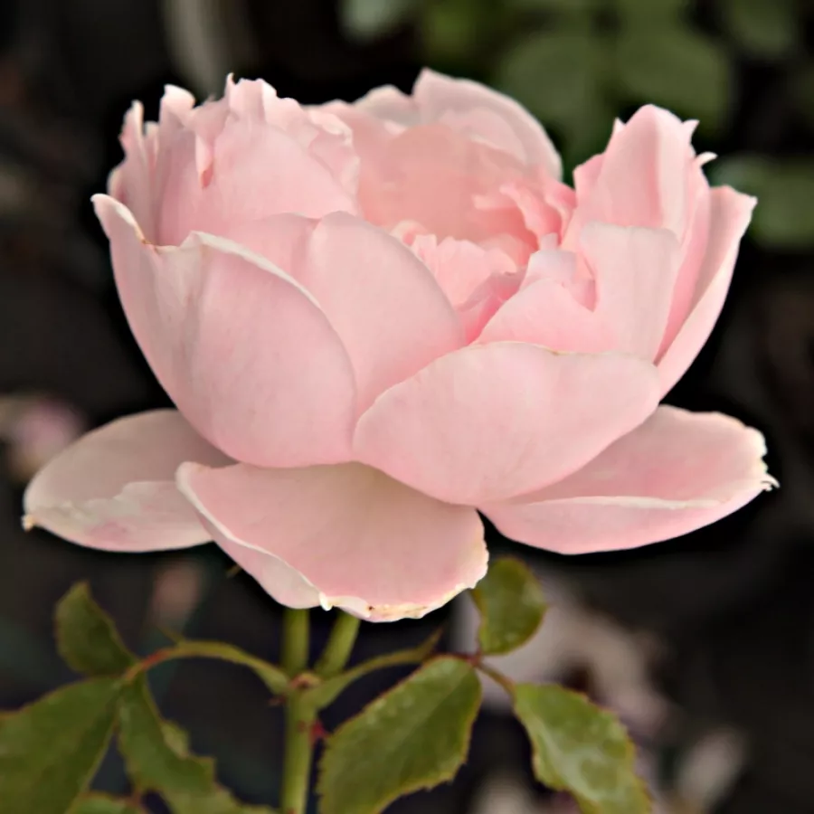Różowy - Róża - Abrud - Szkółka Róż Rozaria