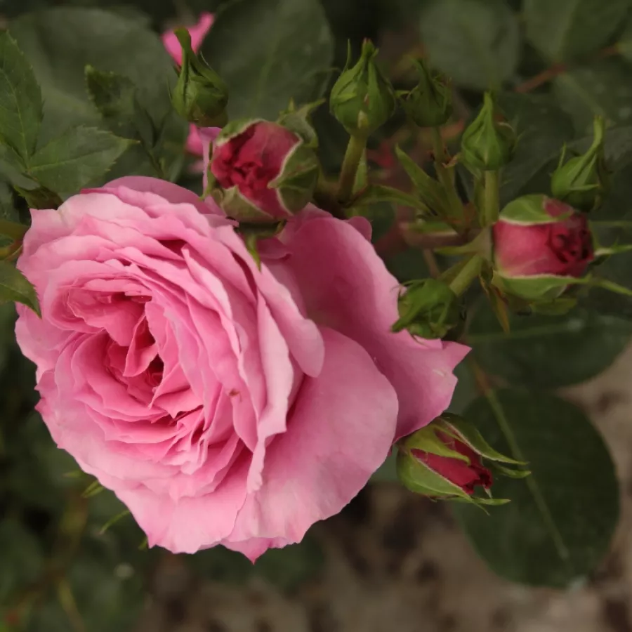 Rosa de fragancia discreta - Rosa - Abrud - Comprar rosales online