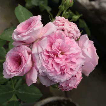 Różowy, z bledszymi zewnętrznymi płatkami - róże parkowe   (200-250 cm)