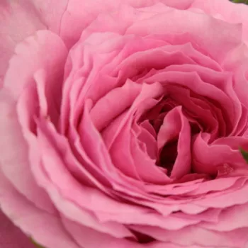 Naročanje vrtnic - Park - grm vrtnice - roza - Diskreten vonj vrtnice - Abrud - (200-250 cm)