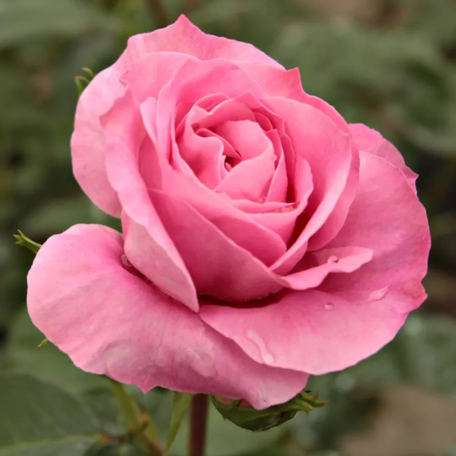Różowy - Róża - Abrud - 