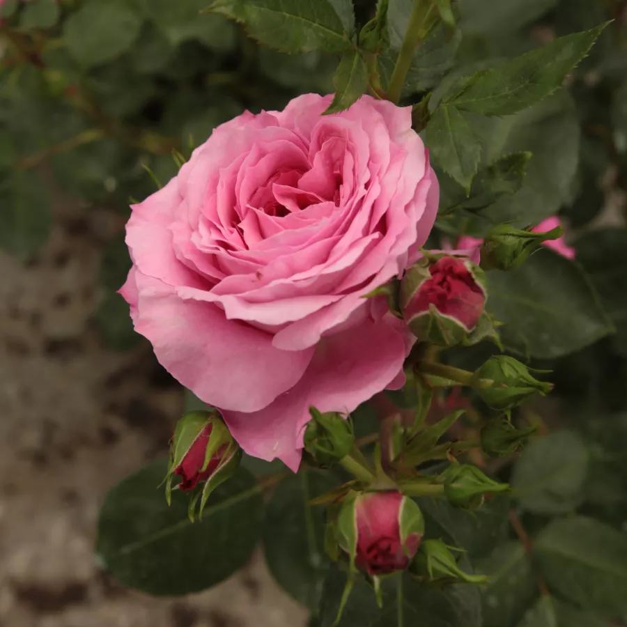 Márk Gergely - Rosa - Abrud - rosal de pie alto