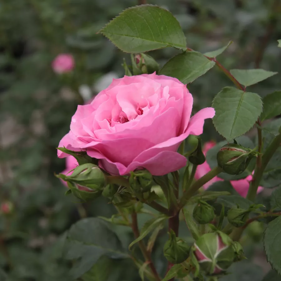 Róża pienna - Róże pienne - z kwiatami róży angielskiej - Róża - Abrud - 