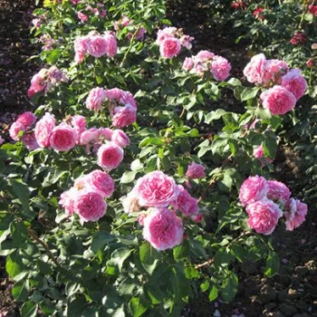 Różowy, z bledszymi zewnętrznymi płatkami - róża pienna - Róże pienne - z kwiatami róży angielskiej