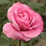 Stamrozen - roze - Rosa Abrud - zacht geurende roos