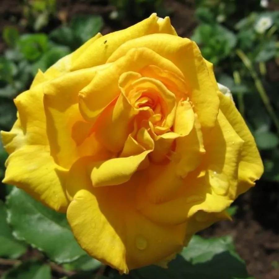 żółty - Róża - Anika™ - Szkółka Róż Rozaria